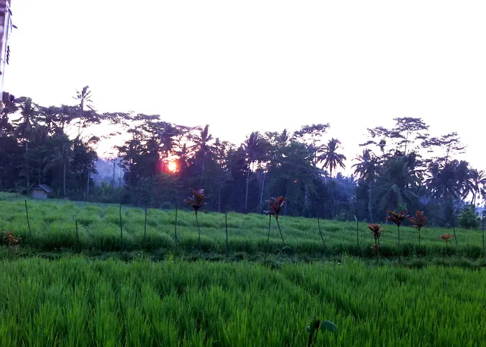 Neyang Ubud (Bali)