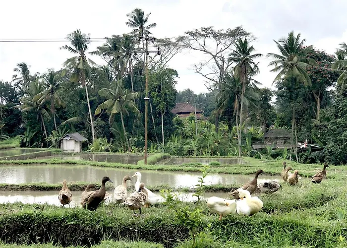 Neyang * Ubud (Bali)